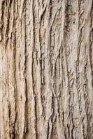 tree bark wood texture and background close up photo