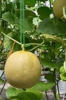 yellow melon on field in greenhouse. photo