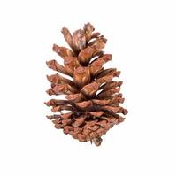 close up pine cone on isolated white, clipping path. photo