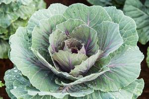 close up purple cabbage on field agricuture. photo