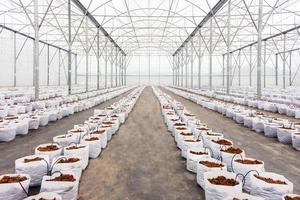 preparación Coco turba en invernadero para cultivo vegetal foto