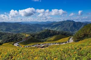 Tung bua tong girasol mexicano en maehongson, Tailandia foto