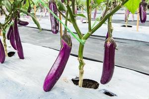 purole eggplant fruit on field agriculture photo