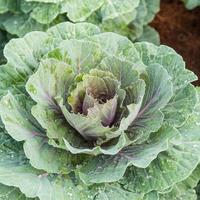 close up purple cabbage on field agricuture. photo