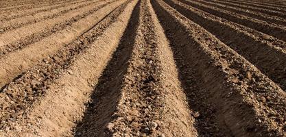 soil preparation for sowing vegetable in field agriculture. photo