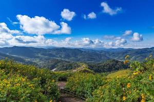 Tung bua tong girasol mexicano en maehongson, Tailandia foto