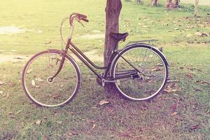 vintage bicycle and tree in garden photo