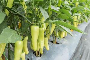 Close up green chili pepper in garden. photo