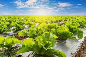 Green lettuce on field agricuture with blue sky photo