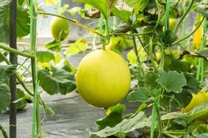 yellow melon on field in greenhouse. photo