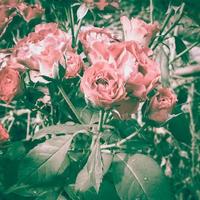 Rose vintage flowers photo