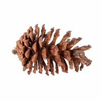 close up pine cone on isolated white, clipping path. photo