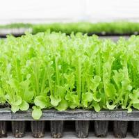 close up green lettuce seedling on tray photo