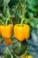 Yellow sweet pepper in greenhouse photo