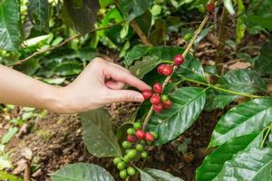 close up hand keep coffee beans for harvesting on branch photo