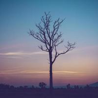 tree silhouette and twilight with vintage effect photo