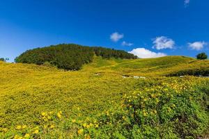 Tung Bua Tong Mexican sunflower in Maehongson, Thailand photo