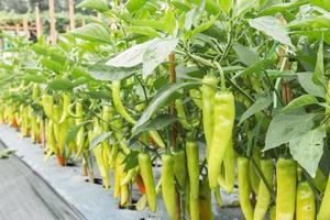 Close up green chili pepper in garden. photo