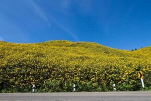 maxican sunflower on meadow and blue sky photo