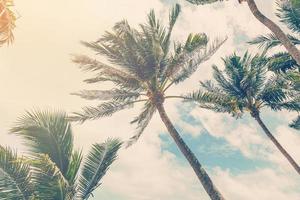 Coco plam árbol en playa de naturaleza antecedentes en Clásico estilo foto