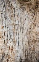 tree bark wood texture and background close up photo