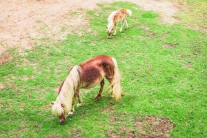 two horse on field green grass photo