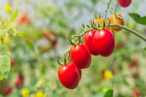 close up tomato in garden field agricultural photo