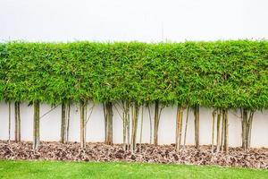 bambú planta y verde césped pared antecedentes en jardín foto