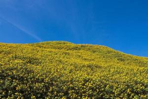 maxican sunflower on meadow and blue sky photo