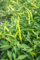 close up green pepper or green chili in field. photo