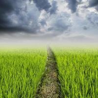 rice field and rainclouds with space photo