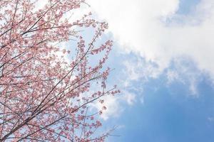 Cereza florecer flor y cielo nubes para natural antecedentes. foto