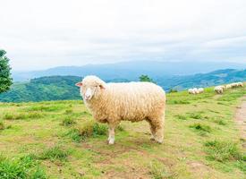 oveja blanca en la colina de la montaña foto