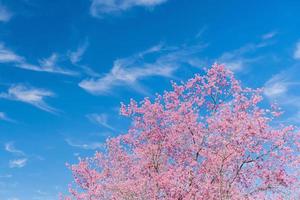 landscape of Beautiful Wild Himalayan Cherry Blooming pink Prunus cerasoides flowers at Phu Lom Lo Loei and Phitsanulok of Thailand photo