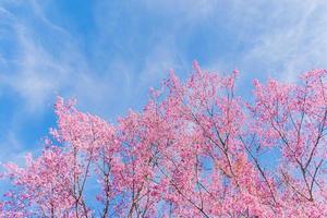 landscape of Beautiful Wild Himalayan Cherry Blooming pink Prunus cerasoides flowers at Phu Lom Lo Loei and Phitsanulok of Thailand photo