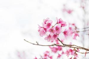 hermosa salvaje himalaya Cereza floreciente rosado prunus cerasoides flores a phu lom lo loei y phitsanulok de Tailandia foto