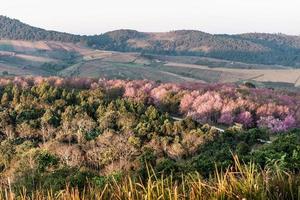 landscape of Beautiful Wild Himalayan Cherry Blooming pink Prunus cerasoides flowers at Phu Lom Lo Loei and Phitsanulok of Thailand photo