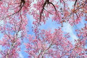 landscape of Beautiful Wild Himalayan Cherry Blooming pink Prunus cerasoides flowers at Phu Lom Lo Loei and Phitsanulok of Thailand photo