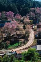 landscape of Beautiful Wild Himalayan Cherry Blooming pink Prunus cerasoides flowers at Phu Lom Lo Loei and Phitsanulok of Thailand photo