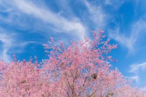 landscape of Beautiful Wild Himalayan Cherry Blooming pink Prunus cerasoides flowers at Phu Lom Lo Loei and Phitsanulok of Thailand photo