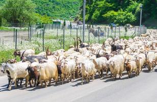 sheep on the road photo