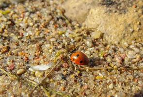 Ladybug stands on beach sand photo
