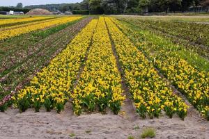 Rows of flowers photo