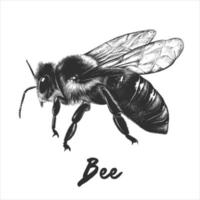 vector grabado estilo ilustración para carteles, decoración y impresión. mano dibujado bosquejo de abeja en monocromo aislado en blanco antecedentes. detallado vegetariano comida dibujo.