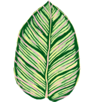 Marantaceae Calathea tropisch Blatt Illustration png