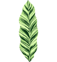 marantaceae Calathea tropisk blad illustration png