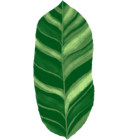 Marantaceae Calathea Tropical Leaf Illustration png