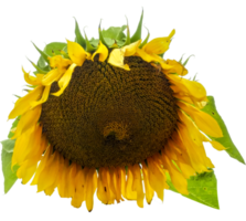 Realistic Sun Flower png