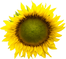 realistisk Sol blomma png