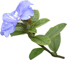 realista azul flor png